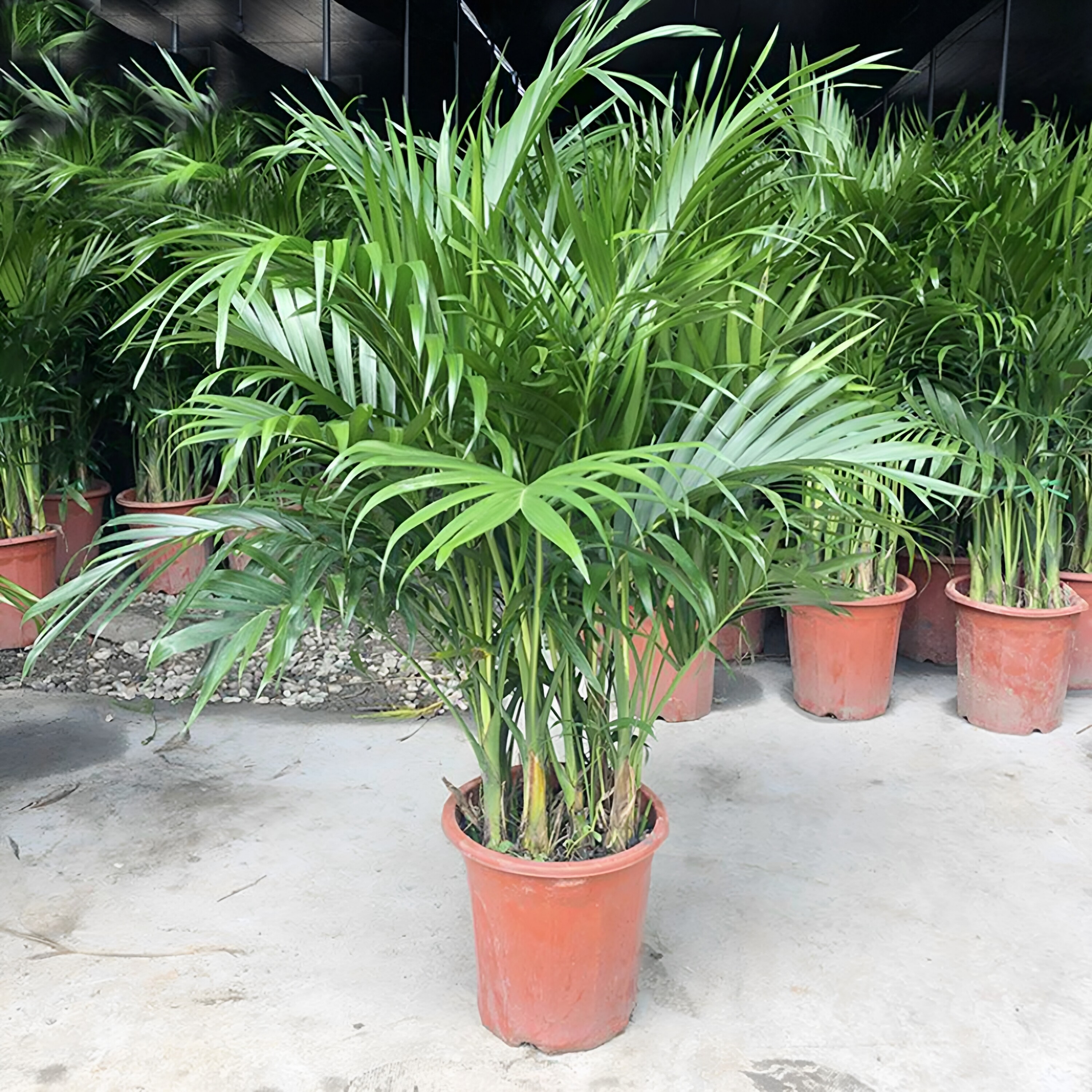 特大号袖珍椰子绿植盆栽室内散尾葵客厅富贵椰子水培植物
