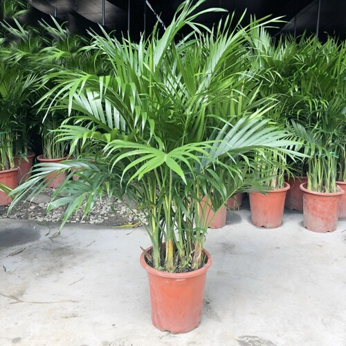 特大号袖珍椰子绿植盆栽室内散尾葵客厅富贵椰子水培植物