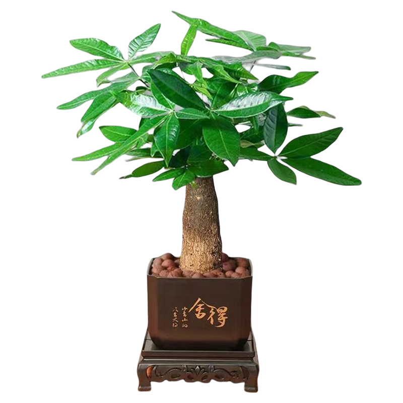 发财树舍得塑料盆植物盆栽室内绿植办公客厅植物净化空气