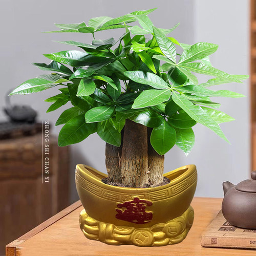 三杆发财树金元宝陶瓷盆室内绿植花卉四季常绿植物金钱树盆景
