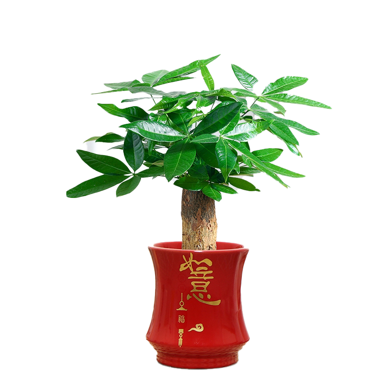 发财树盆栽室内陶瓷盆景耐旱好养