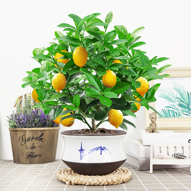 香水柠檬老桩可食用可结果盆栽绿植花卉室内客厅好养易活树苗果树