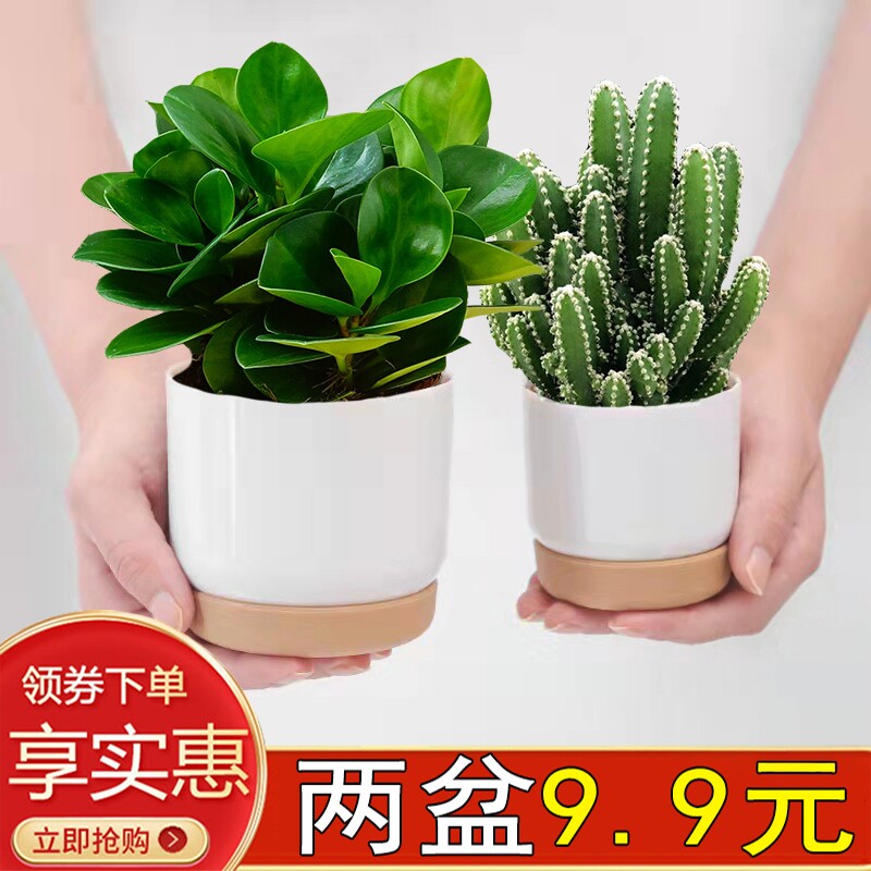 豆瓣绿碧玉盆栽绿植万重山多肉阳台室内懒人好养四季常青净化空气