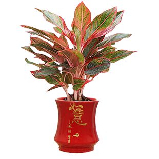 万年红盆栽绿植花卉室内客厅好养活四季火红美观彩叶懒人自吸盆景