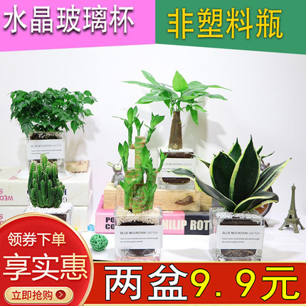 水晶玻璃花瓶水培植物绿萝盆栽室内发财树栀子花卉绿植盆景富贵竹