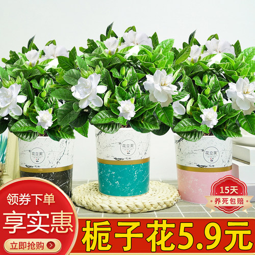 栀子花花卉室内花开浓香型好养