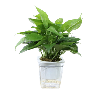 绿萝盆栽室内办公吊兰发财树透明盆观景水培植物长寿花卉水养绿箩