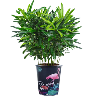 罗汉松大号盆栽绿植花卉室内客厅办公水培好养活四季常青净化空气