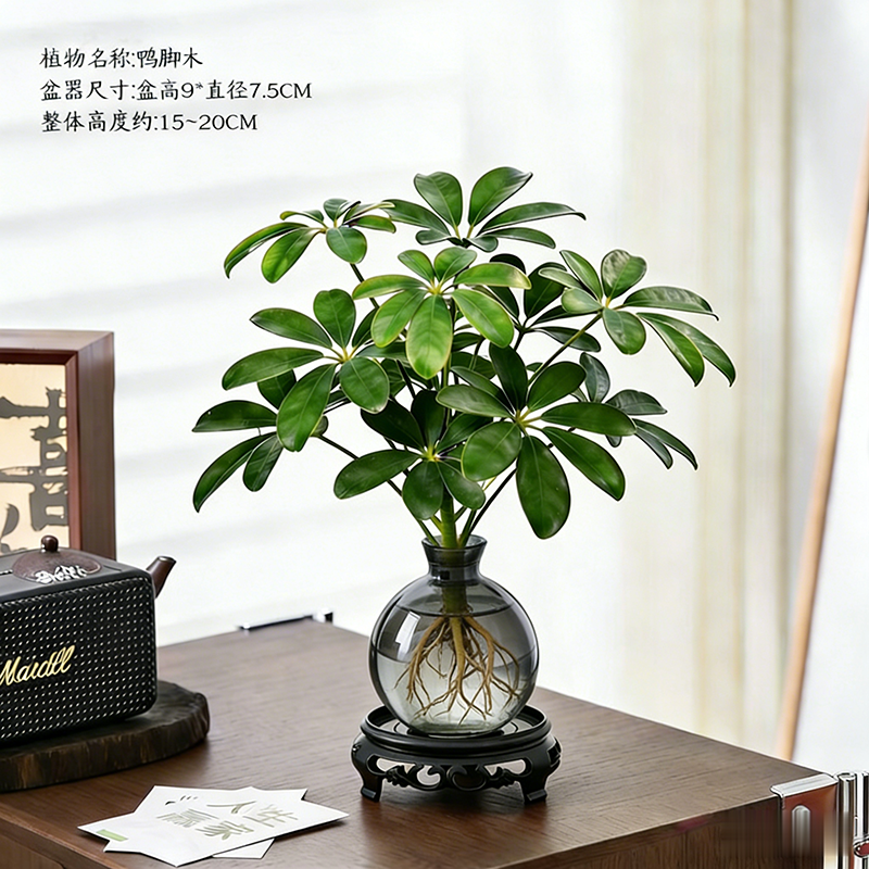 八方来财鸭脚木水培绿植盆栽室内外懒人水养桌面植物招财净化空气