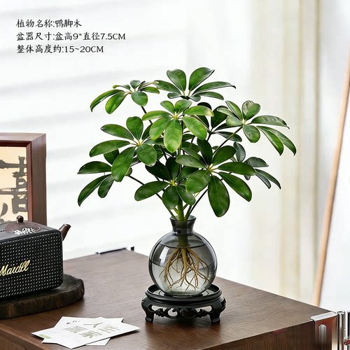 八方来财鸭脚木水培绿植盆栽室内外懒人水养桌面植物招财净化空气