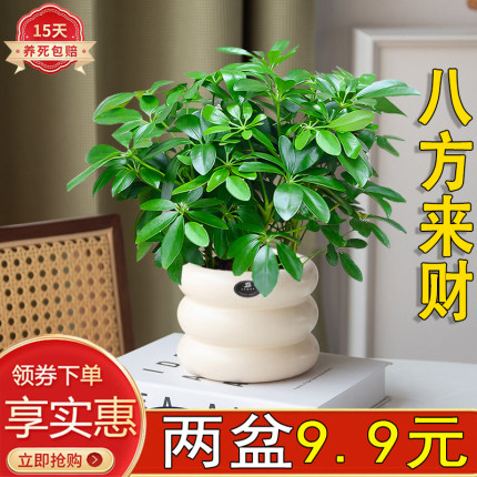 八方来财鸭脚木盆栽绿植室内客厅净化空气好养活美观陶瓷七叶莲类