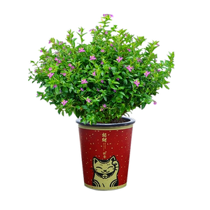 满天星四季开花盆栽绿植花卉室内客厅办公桌面水培花苞植物花不断
