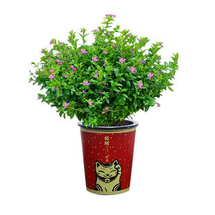 满天星四季开花盆栽绿植花卉室内客厅办公桌面水培花苞植物花不断