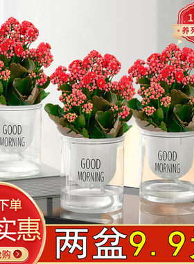 长寿花盆栽绿植室内阳台好养四季开花多肉花卉美观重瓣金狐狸花苞