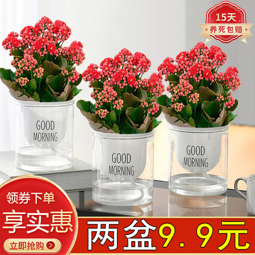 长寿花室内阳台四季开花好养活