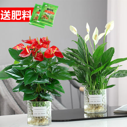 白掌客厅书房四季开花净化空气