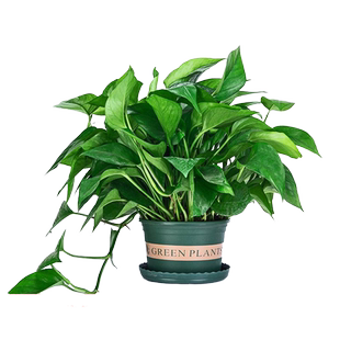 绿萝大叶长藤室内客厅好养易活四季常青净化空气美观批发牵藤绿植