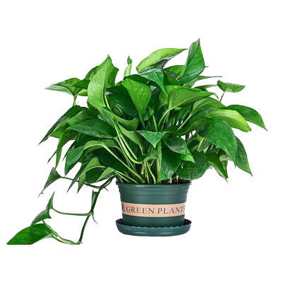 绿萝室内四季常青净化空气好养活