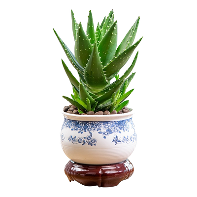 芦荟多肉植物室内耐旱养活防辐射