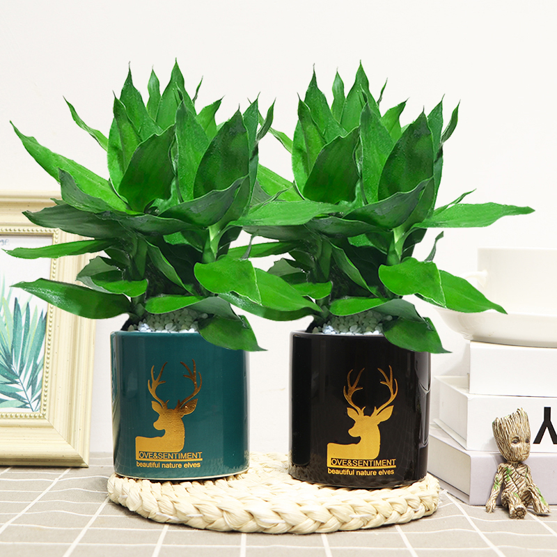 富贵竹室内客厅四季常青净化空气