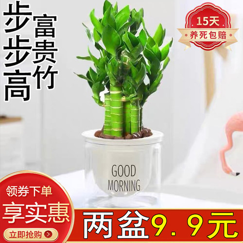 步步高转运竹室内季常青好养活