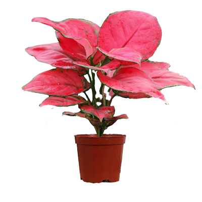 绿萝室内客厅四季好养