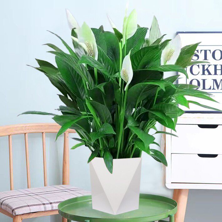 白掌一帆风顺盆栽带花土培植物办公室室内红掌四季开花懒人好养