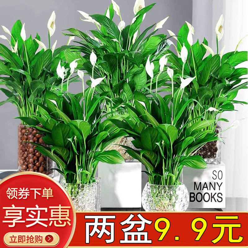 白掌室内客厅四季开花水培好养