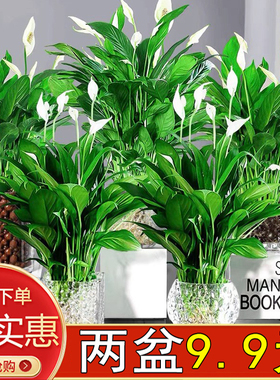 白掌一帆风顺白鹤芋室内客厅办公盆栽绿植花卉水培好养活季开花