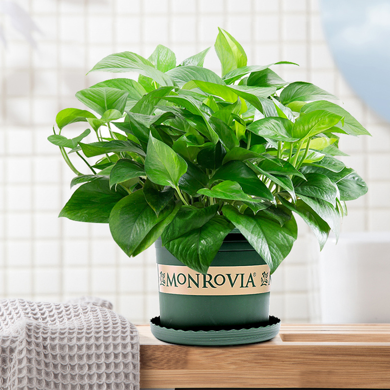 长藤绿萝室内四季常青水培除甲醛