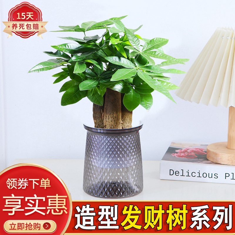 造型发财树阳台耐旱懒人自吸盆景