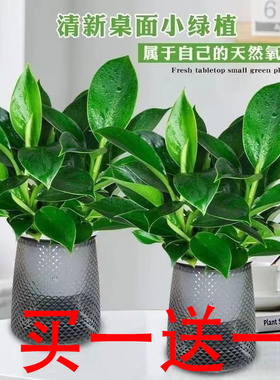 金钻绿公主灰色繁星盆绿植盆栽室内花卉四季常绿客厅办公桌摆植物