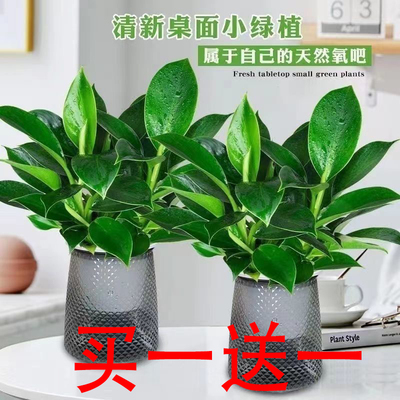 金钻绿公主灰色繁星盆绿植盆栽室内花卉四季常绿客厅办公桌摆植物