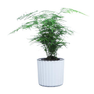 文竹绿植室内水土培好养活净化空气小盆栽植物四季常青办公室客厅