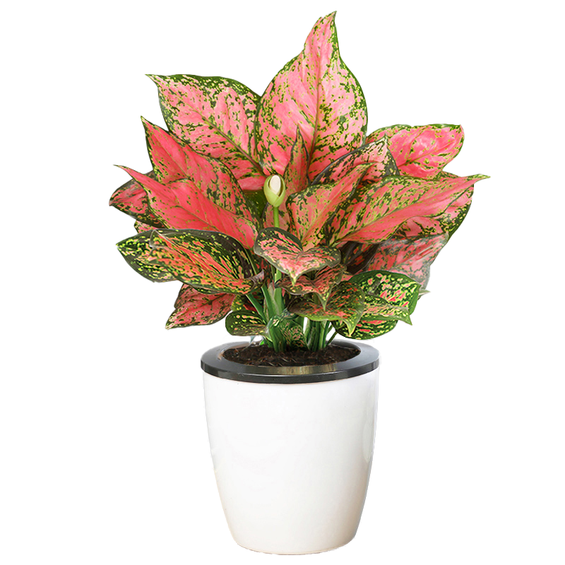 如意皇后大盆景绿植花卉室内客厅好养活美观办公桌面摆件观赏植物