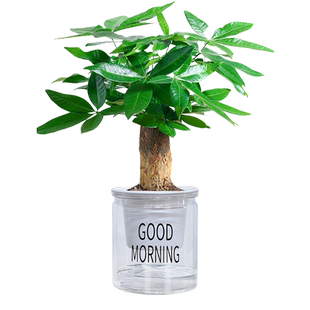 发财树水培盆景绿植花卉室内客厅好养四季常绿净化空气招财树寓意