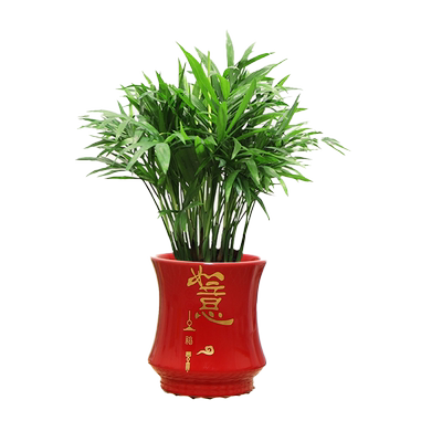 袖珍椰子室内客厅办公四季常青