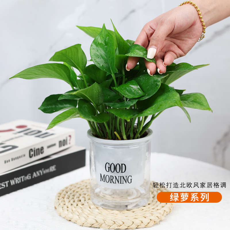 绿萝办公桌前台四季常青储水盆