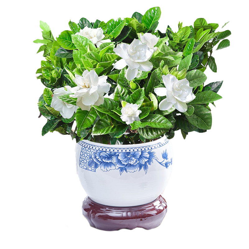 栀子花花卉室内带花苞浓香型树苗