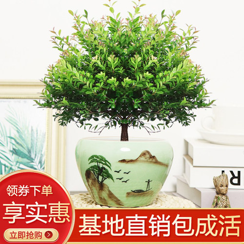 老桩小叶赤楠室内四季常青陶瓷盆