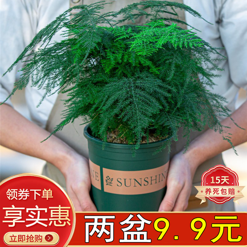 文竹小盆栽绿植花卉室内客厅办公室自动吸水懒人好养活水培植物