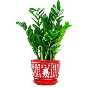 大金钱树盆栽绿植花卉室内客厅好养活四季常青招财盆景水土培植物