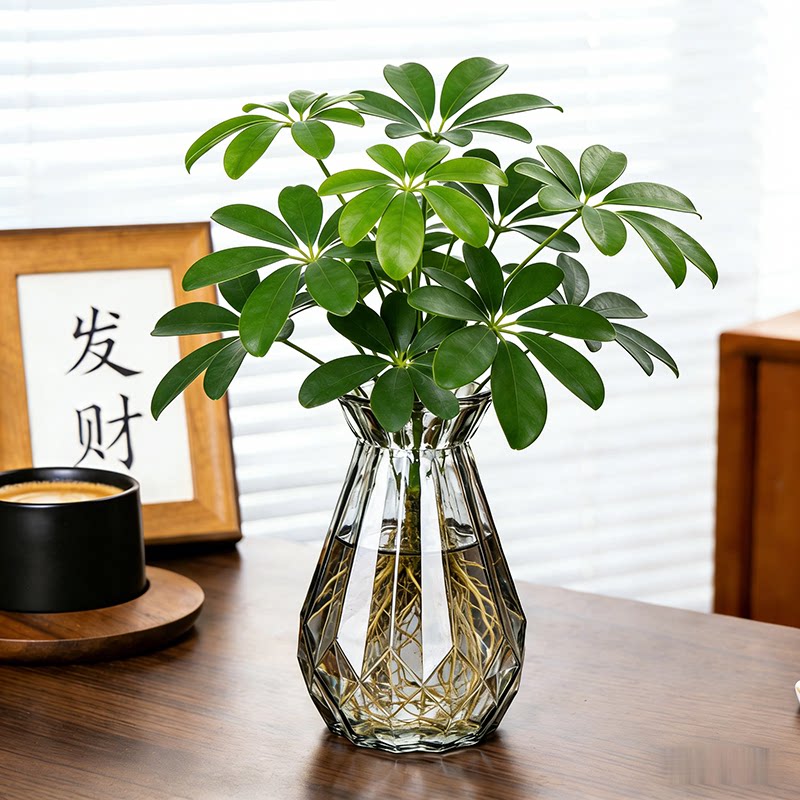 八方来财鸭脚木水培绿植盆栽室内外懒人水养桌面植物招财净化空气