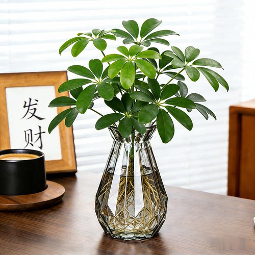 八方来财鸭脚木水培绿植盆栽室内外懒人水养桌面植物招财净化空气
