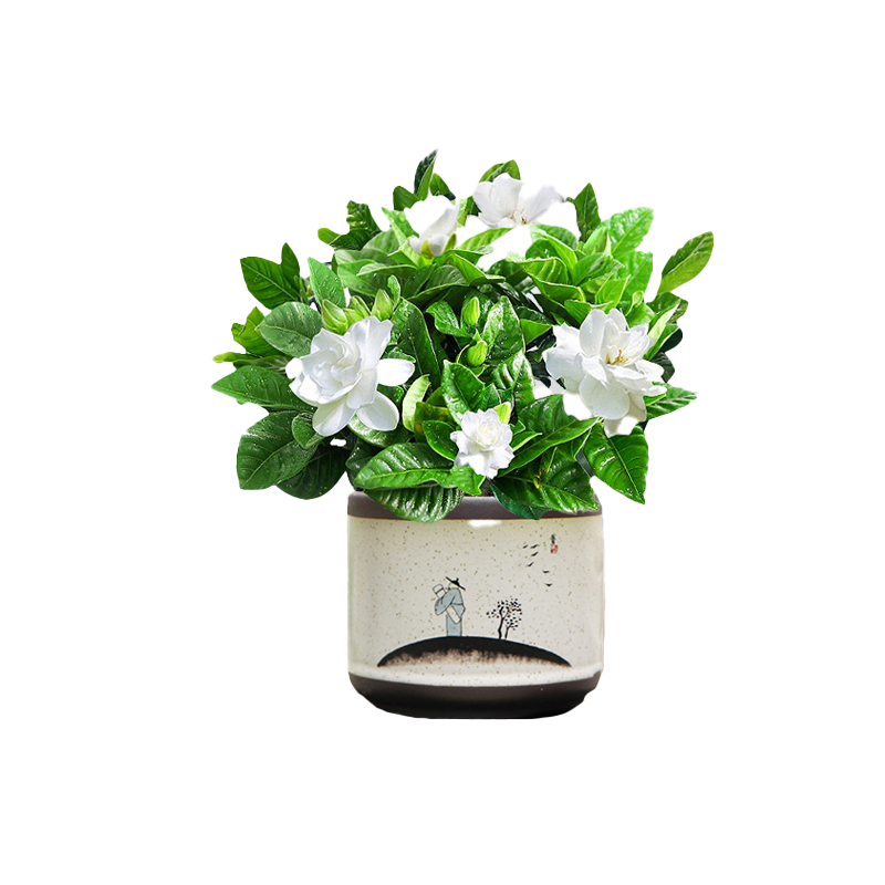 栀子花花卉室内花苞浓香好养活