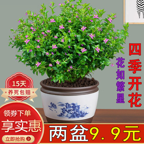 满天星水培室内办公四季开花易养