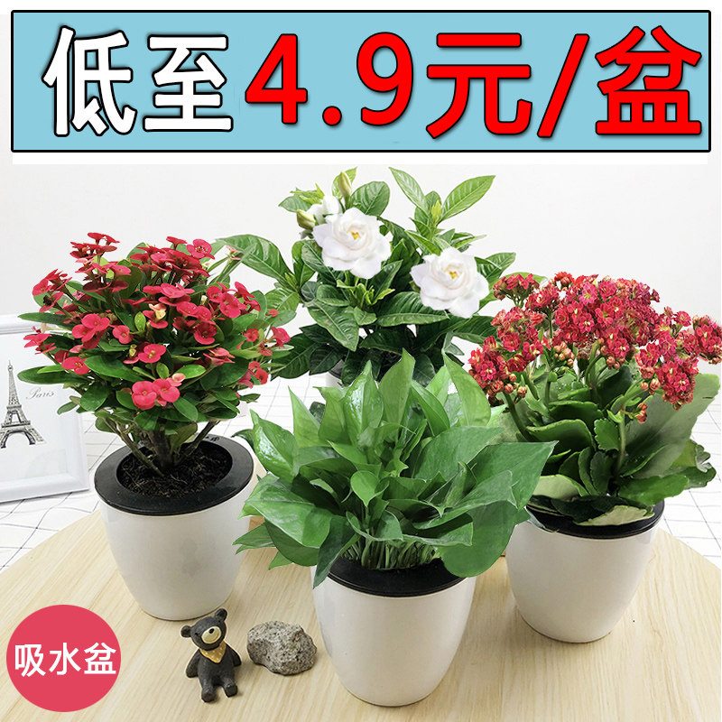 懒人吸水金钻绿室内客厅办公盆栽绿植花卉好养易活绿萝如意常青