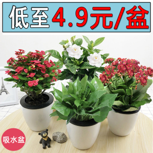 懒人吸水金钻绿室内客厅办公盆栽绿植花卉好养易活绿萝如意常青