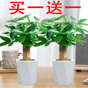 发财树盆栽室内绿植盆景花卉招财树四季常绿植物桌面懒人植物