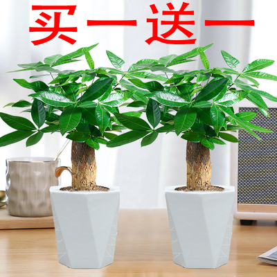 发财树盆栽室内绿植盆景花卉招财树四季常绿植物桌面懒人植物